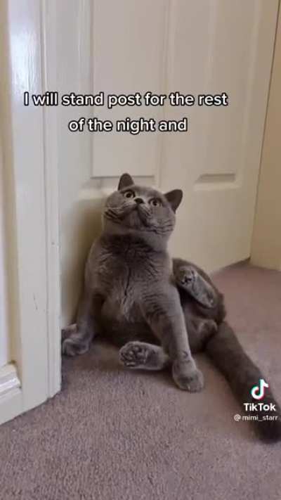Cat&rsquo;s Diary