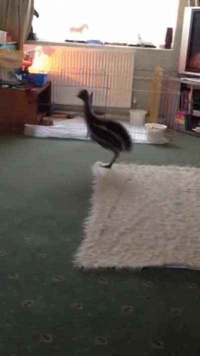 Baby emu and doggo are best friends