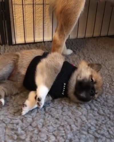 Smol Dog Can't Stand