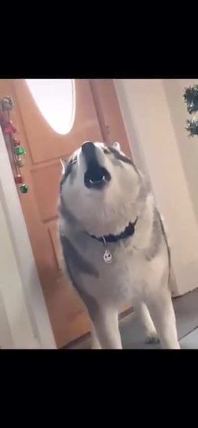 Who doesn&rsquo;t love a good Husky pup (volume warning)