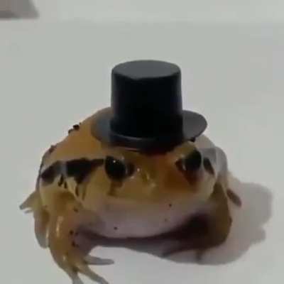 Sapito Galera😎😎
