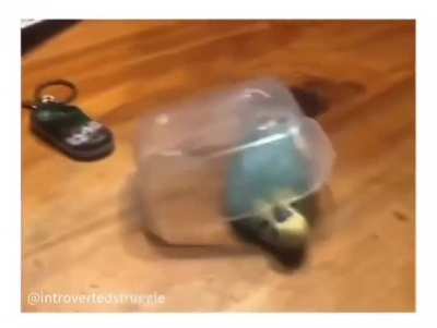 Bird brain moment 🧠 