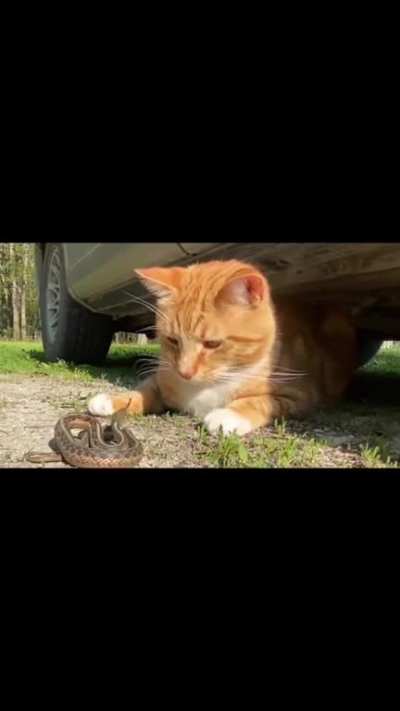 cate with snake
