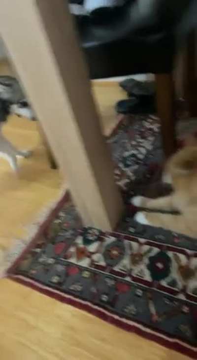 Jealous jerk won&rsquo;t let me pat the cat.