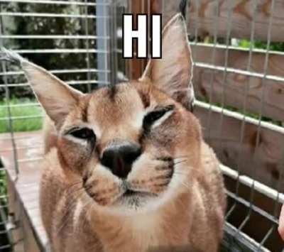 Hello