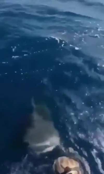 Going for a dive
