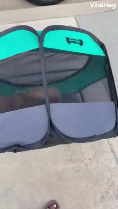 This Pomeranian puppy discovered how to make his crate into a hamster wheel and roam around the neighborhood.