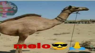 Melo😎🙏