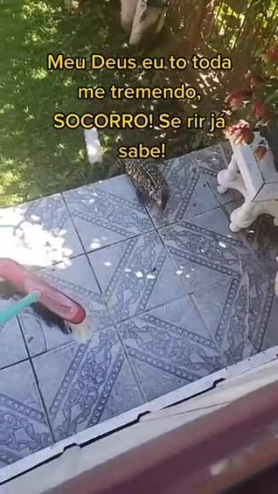 Acalma lacoste