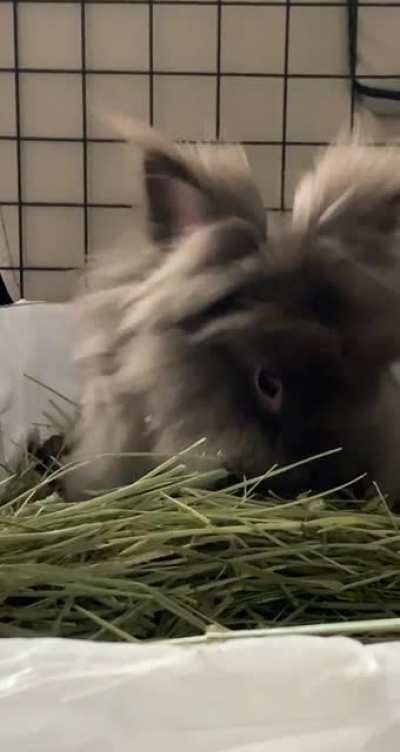 She was very miffed her freedom was restricted (she was recovering from a spay).