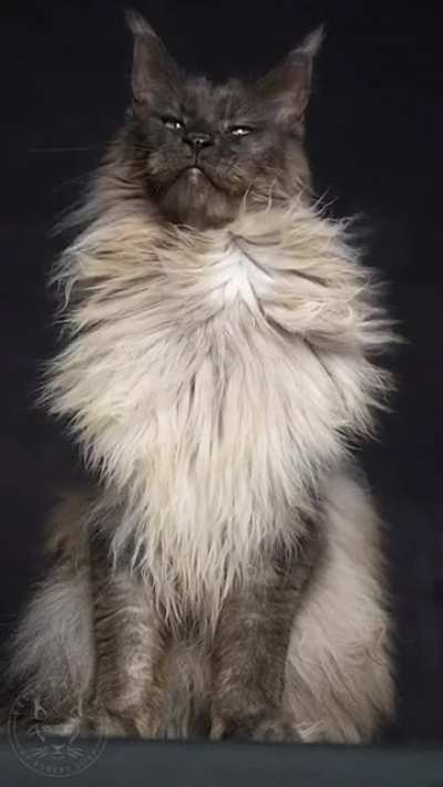Котик