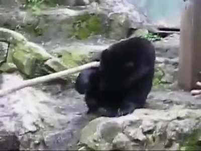 Martial arts bear