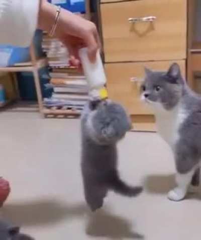 Milky Kitten