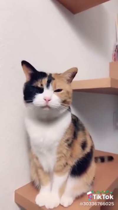 MEOW