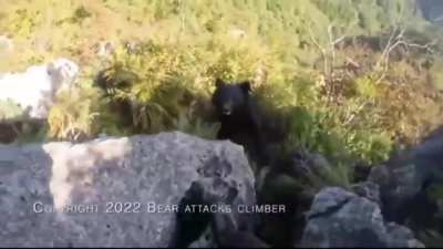 Man Fights off bear while Rock climbing