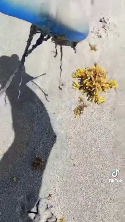 dude picks up Man &lsquo;o War and licks it. (Also the guy who ate the spider and wasp nest)