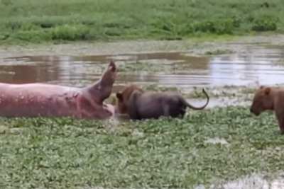 Dead hippo farts in lion&rsquo;s face