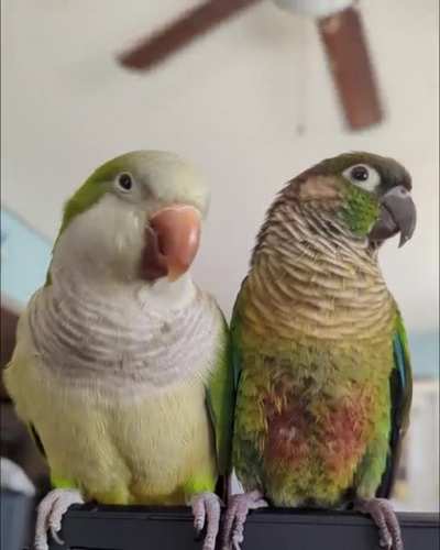 Random chicken conversations with Pablo and Merlin
