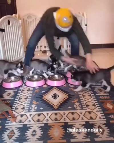 Huskies eating