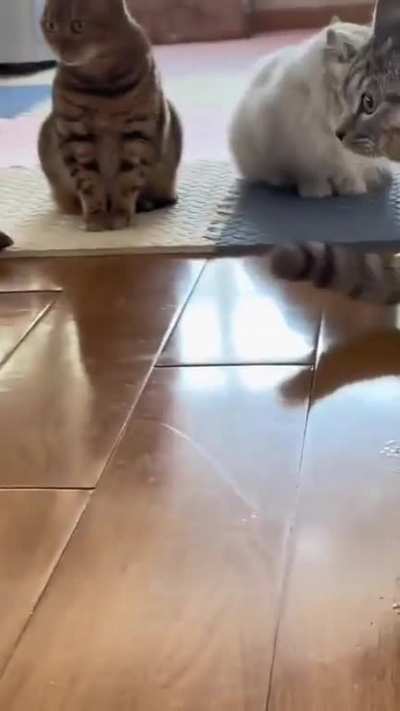 IIIIIEEEEE