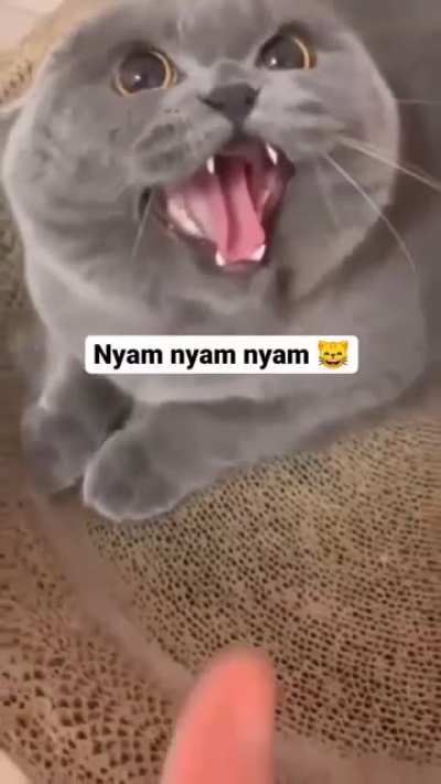 This kitty is here to make your day nyam nyam nyam.
