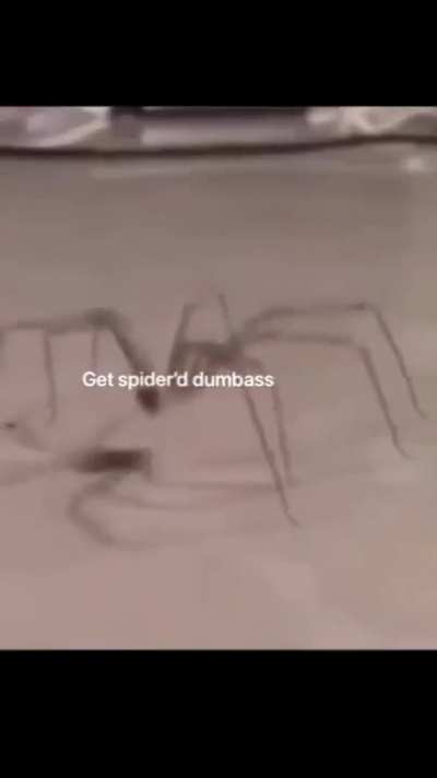 Spider&eth;