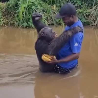 Chimp&rsquo;s reaction to seeing a careraker, one who rescued and cared for him years ago.. 🥺