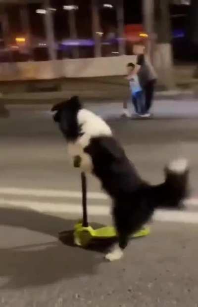 Dog 🐕