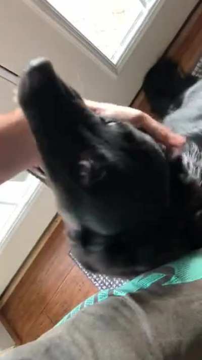 I&rsquo;m dog sitting Tinley this weekend, I think she missed me