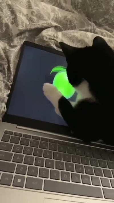 benjamin vs baby sensory video