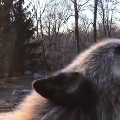 Wolfies howling (empow.io)