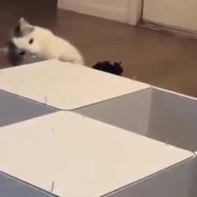 the carpenter cat..
