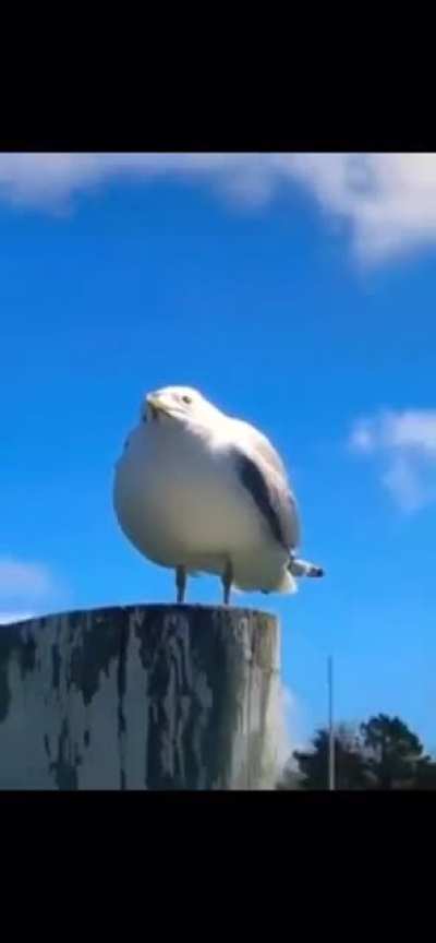 The birb demands sustenance