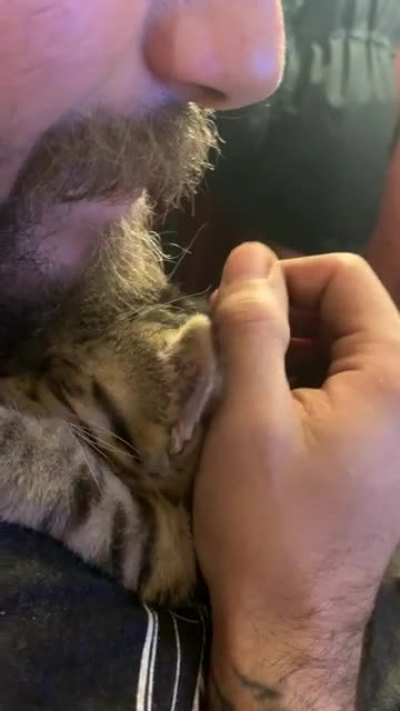I think my new kitten and boyfriend are getting along pretty well &hearts;️