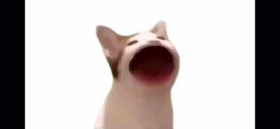 Polish pop cat