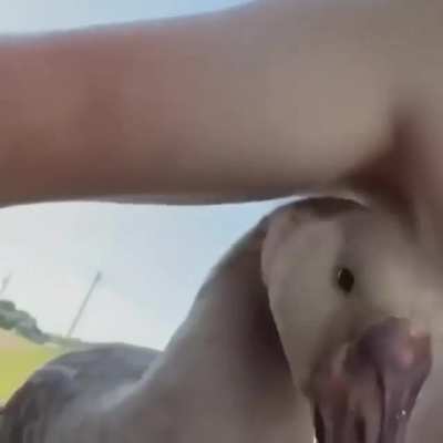Which one is the duck?