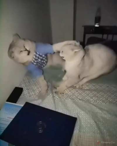 Котики