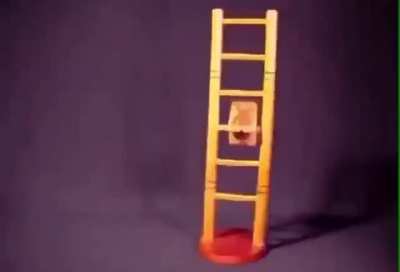 Cat ladder is best ladder