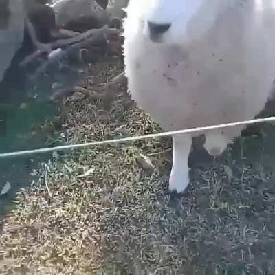 nooo oscar