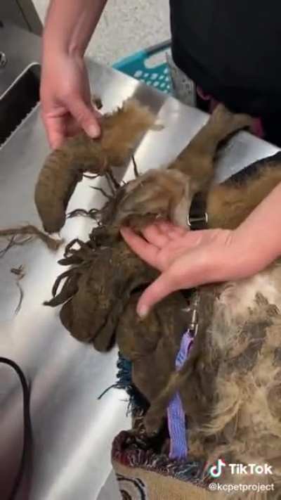 Shaving a stray dog that hasn&rsquo;t been groomed in years