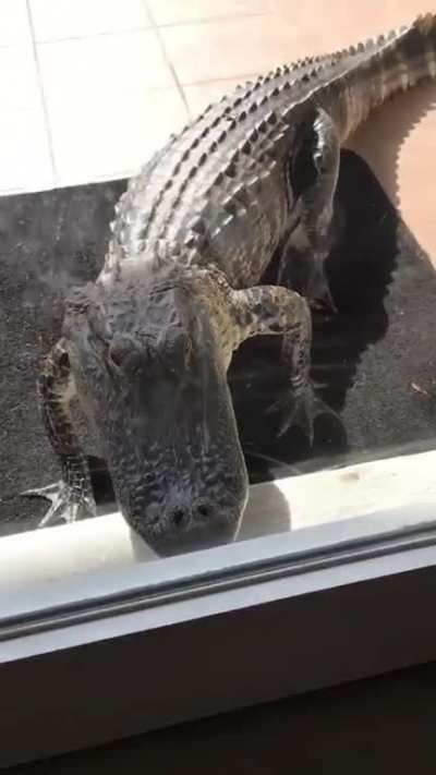 Imagine walking out to grab your Amazon packages and finding this&acirc;&brvbar;