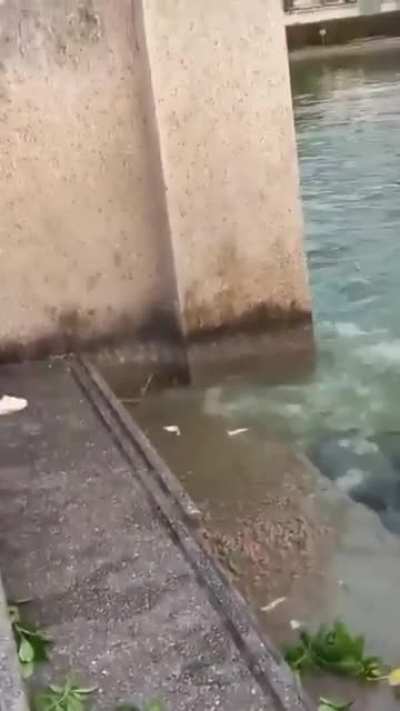 Stealthy monitor lizard sneaks up on fish being fed by a woman but misses out on a feed