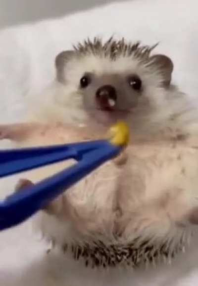 Cute little hedgehog