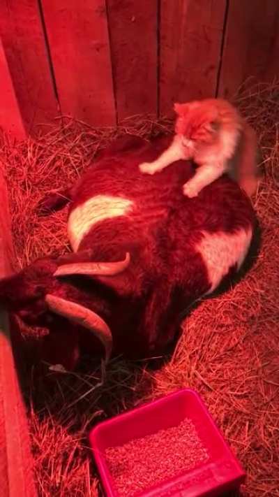 touch tha goat