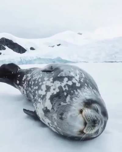 A majestic sea doggo microborking in its sleep &amp;lt;3