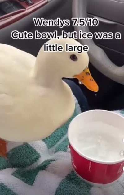Ducks are the best kind of Hydrohomies