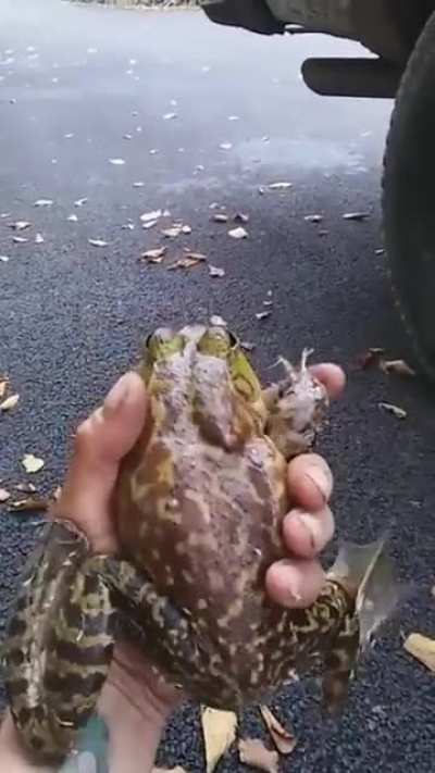 The war cry of a bullfrog