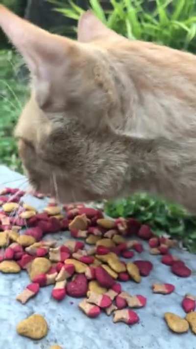 This stray cat I fed earlier today was so hungry he was &ldquo;nom nom-ing&rdquo; while eating