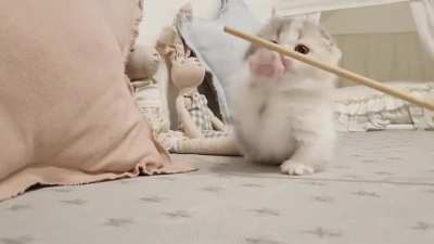 Short Leg Cat !! Cuteness Overloaded