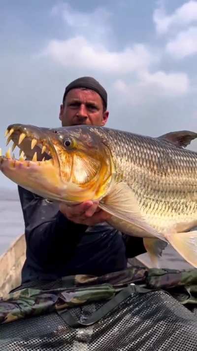 These are the monsters that live in African rivers &mdash; big tiger fish. These monsters grow up to 1.5 m, attack people and are afraid only of Nile crocodiles.